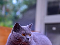 -猫小院猫主题咖啡厅(北锣店)