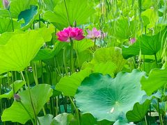 -莲花池公园