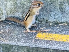 -五营红松林海景区