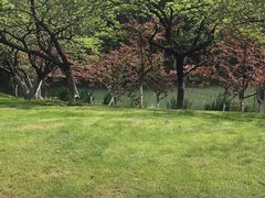 -青枫公园