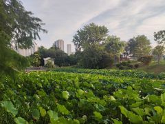-月湖风景区