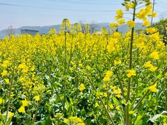 -桑洲油菜花景区