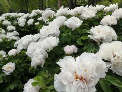 -洛阳市隋唐城遗址植物园