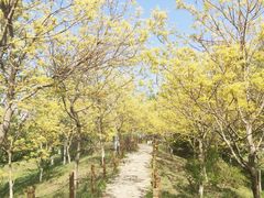 -杨柳青庄园