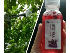 -白鹿原葡萄主题公园