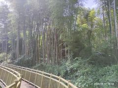 -蜀南竹海景区