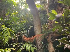 -呀路古热带植物园