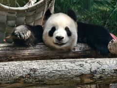 -大连森林动物园