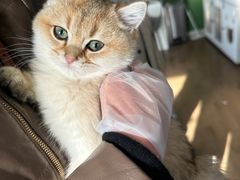 -东方名猫馆·英短金渐层布偶猫舍(环线广场1号楼店)