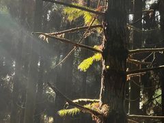 -山王坪喀斯特国家生态公园