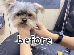 -小尾巴宠物店(万科·金域华庭店)