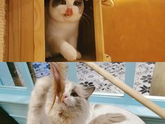-遇见羊驼·奶狗咖·布偶猫咖·法斗柯基柴犬阿拉斯加(春熙路太古里IFS店)