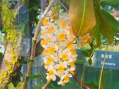 -北京植物园-展览温室