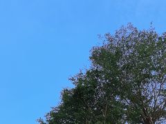 -圣淘沙天际线斜坡滑车