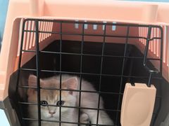 -瑞派·关忠动物医院·猫专科·犬专科(三环新城店)