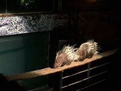-清迈夜间动物园