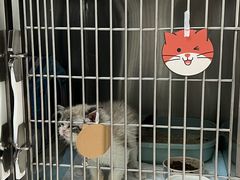 -派美特宠物医院·核磁CT·骨科肿瘤·疑难转诊(沈农禾丰店)