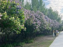 -群力丁香公园