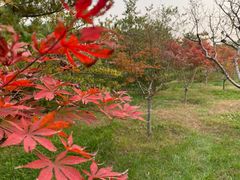 -大兴滨河森林公园