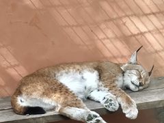 -青藏高原野生动物园