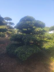 -长沙小顽国景区