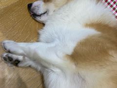 -申普宠物医院·心脏介入·心血管微创(总院)