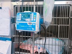 -奈斯宠物医院·核磁CT·异宠专科·内镜(中南店)