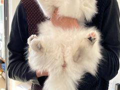 -lincat·猫舍(广州店)