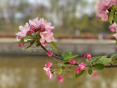 -海棠花溪(元大都城垣遗址公园)