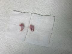 -宠颐生动物医院·心脏科·保险定点(锦阳分院)