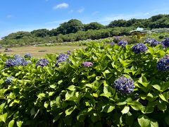 -济州森林小火车生态公园