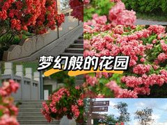 -王借岗森林公园