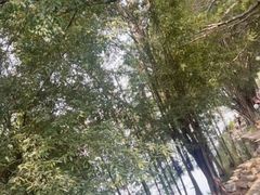 -三水森林公园