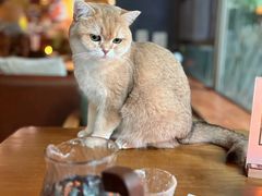 -咖法森林·咖啡  酒吧(天河店)