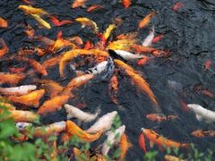 照片&nbsp;076-沈阳植物园