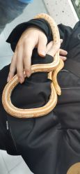 -Moni星球萌宠·小马宝莉·灵蛇·高端高阶全萌宠互动体验俱乐部(红豆国际广场店)