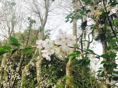 -武汉大学-樱园