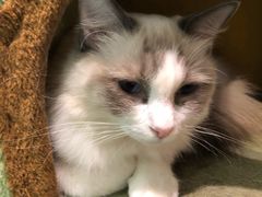 -猫小院猫主题餐厅(三里屯店)