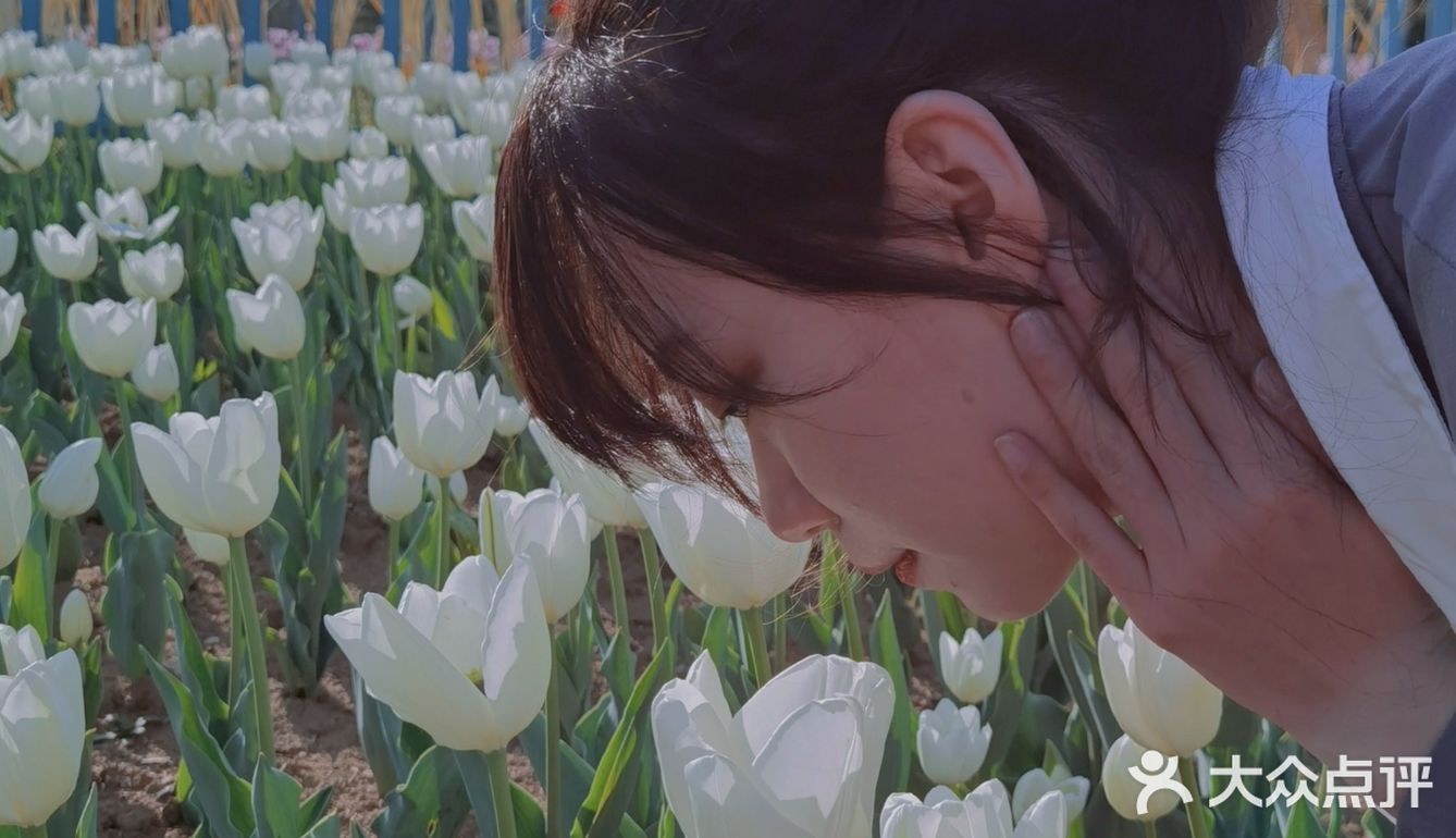 烟台郁金香🌷：和阿姨们抢夺最美拍照机位