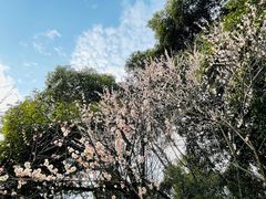 -杭州植物园