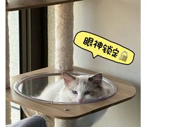 -翊宠yipet猫狗购宠庄园犬舍•猫舍