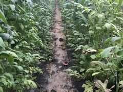 -庞各庄翠芳园西瓜蔬菜基地采摘园