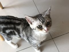 -平行世界·猫咖(首经贸店)