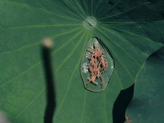 -莲池书院博物馆