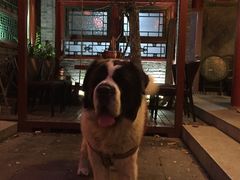 -百好乐宠物友好餐厅(朝外大街店)