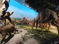 -国家自然博物馆