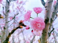 -天适樱花悠乐园