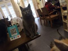 -猫色咖啡·猫咖