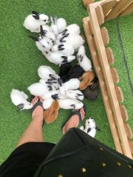 -萌宠亲子动物乐园(槐房万达店)