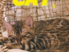 -猫腻·猫咖·撸猫馆(星光大道店)